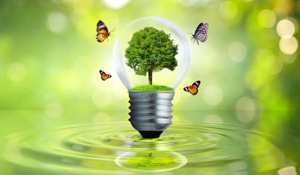 The bulb is located on the inside with leaves forest and the trees are in the light. Concepts of environmental conservation and global warming plant growing inside lamp bulb over dry