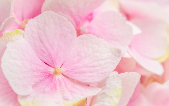 Background of pink flowers. Hydrangea or hortensia in blossom.