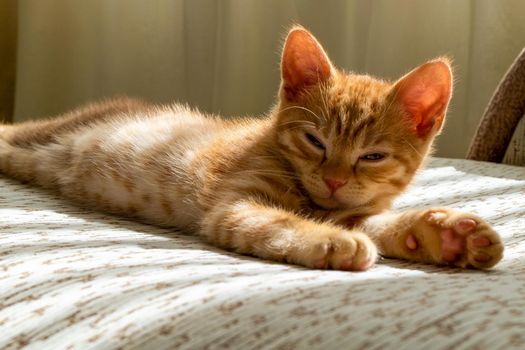 A small beautiful red tabby kitten falls asleep on the couch and squints at the camera. Close-up, front view, selective focus.