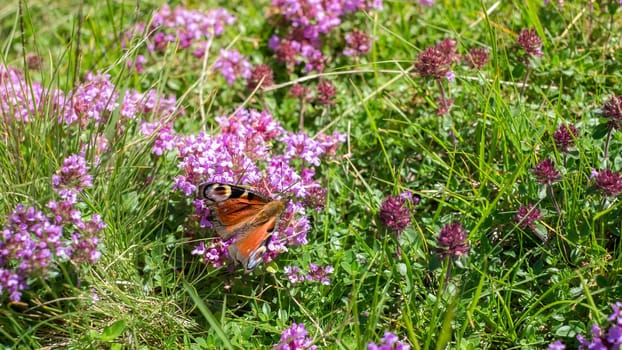 a butterfly on the thyme on Top of Mount Suru in Carpathian Mountains, Transylvania, Romania