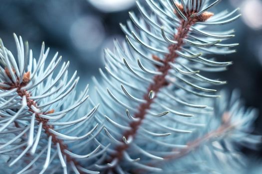 blue spruce branches close view