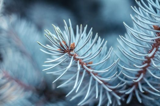 blue spruce branches close view