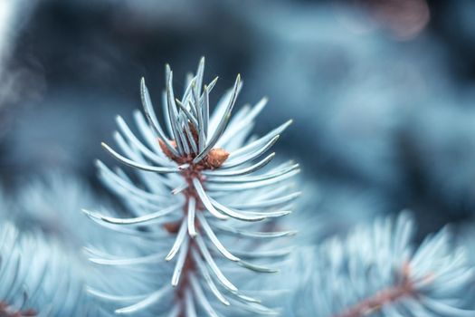 blue spruce branches close view