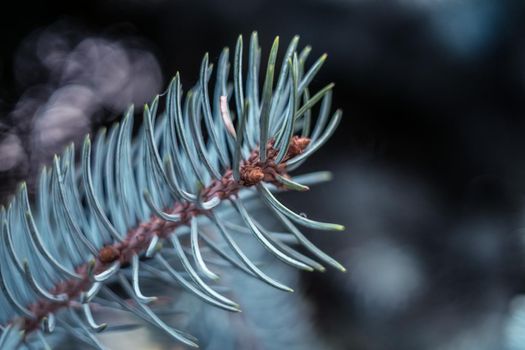 blue spruce branches close view