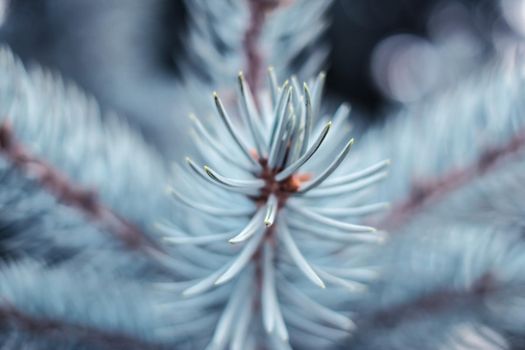 blue spruce branches close view