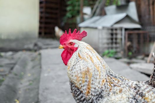 brown rooster with red crest in the country yard