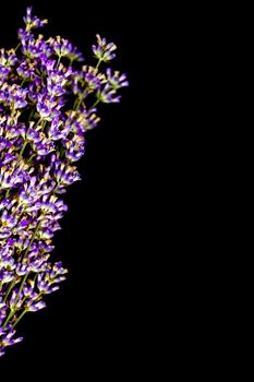 lavender flower on black background