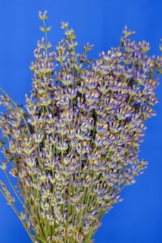 lavender flower on blue background