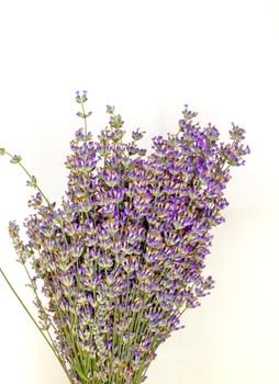 lavender flower on white background