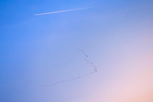 Migration of birds and airplane on blue sky