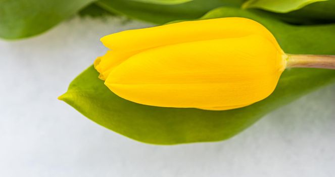 Yellow tulip with green leaves on a white natural snow background. Spring holiday concept