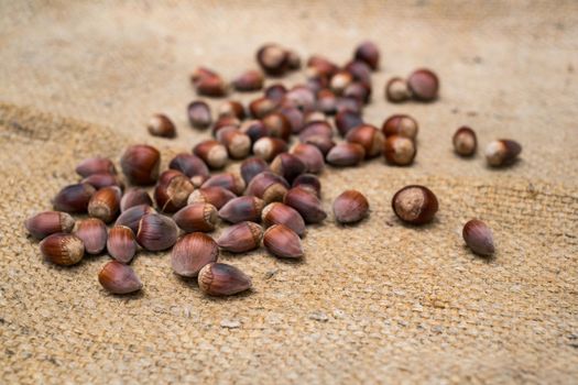 ripe hazelnuts on jute bag