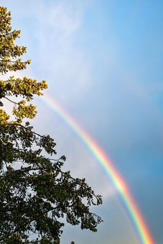 a rainbow in the blue sky next to a fir tree