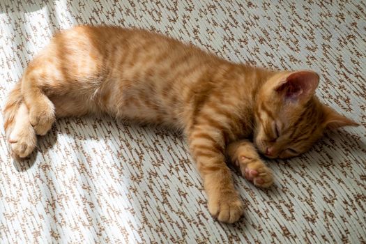 A small beautiful red tabby kitten lies on its side on the couch and sleeps. Close-up, top view, selective focus.