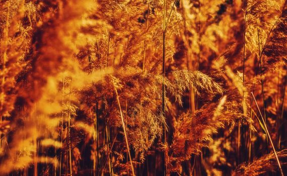 wheat field close up view