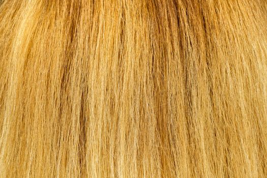 Blond Hair Texture, close view