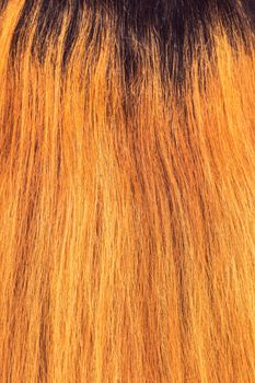 Blond Hair Texture, close view