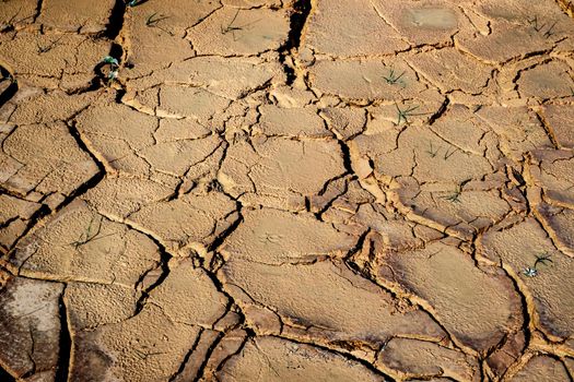 Dried earth with cracks on summer sunny day