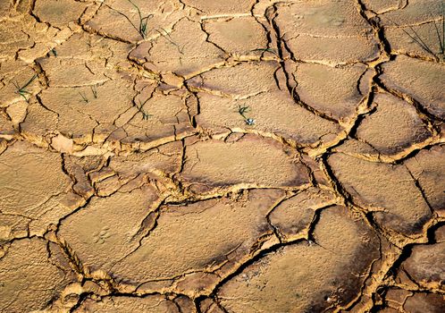 Dried earth with cracks on summer sunny day