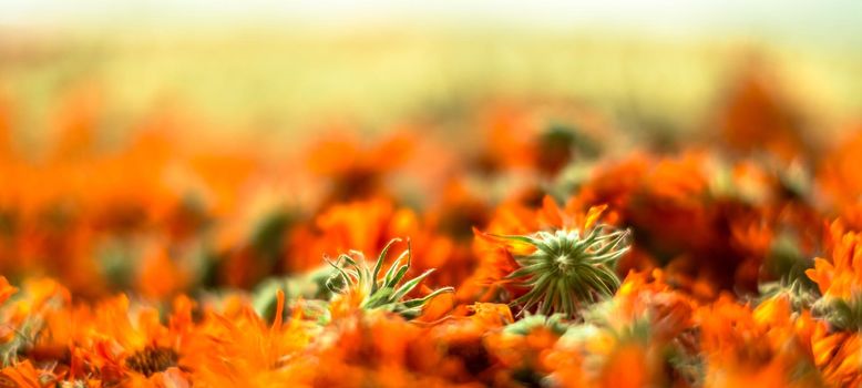 Dried flowers, close up view