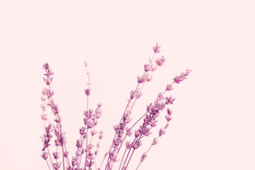 Dried lavender flowers arranged on bright purple background