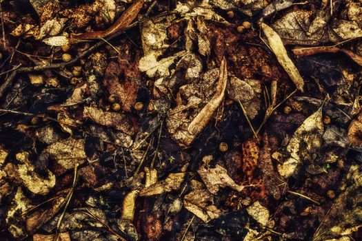 dried leaves covering the ground