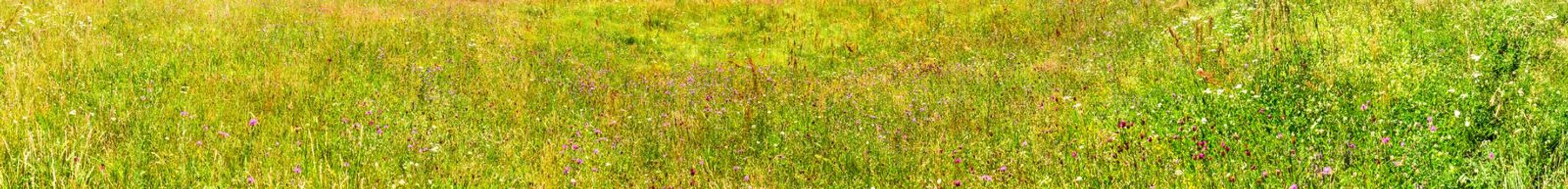 Field of spring flowers, Calugaru hill, Cindrel mountains, Romania, 1600m, high resolution