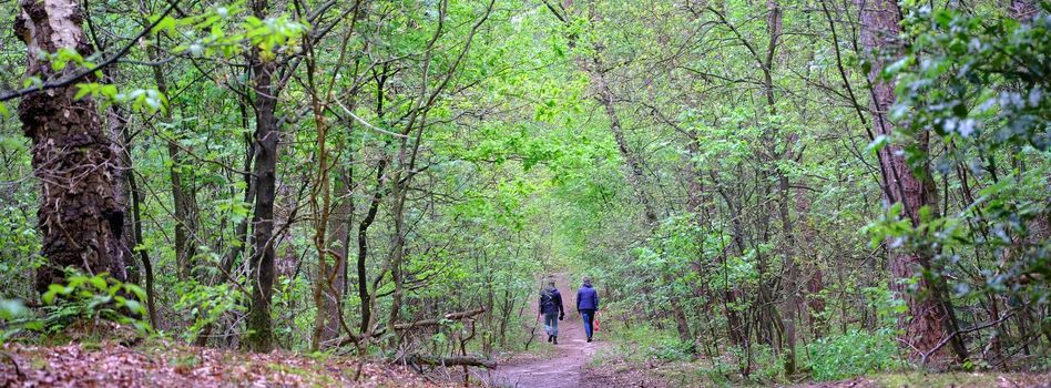 two men walk in through fresh leaves of spring forest in the netherlands near doorn on utrechtse heuvelrug in the centre of holland