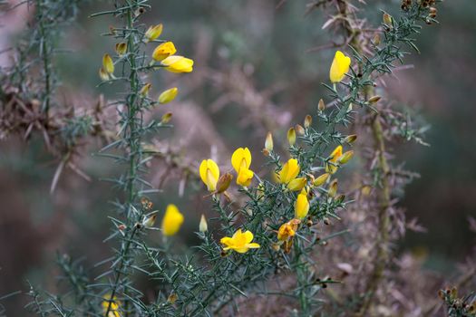 Yellow Common Gorse, Ulex europaeus, blooming on Wimbledon Common, London in the winter season