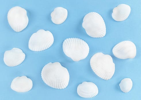 White seashells on a blue background.