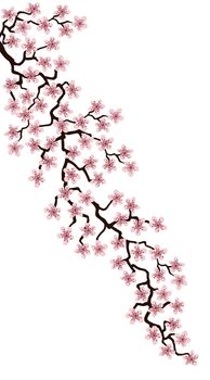Vertical Floral greeting card with beautiful pink blossom flowers branch Sakura. White colors Background with copy space on Cherry Twig In Bloom.Postcard good for wedding invitation, Mother, Women day