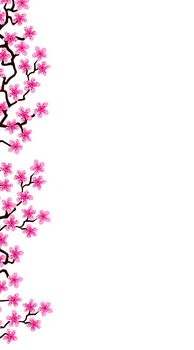 Vertical banner with blossom sakura flowers.Floral wedding invitation card template design. White background of summer fuchsia blooming sakura branch decoration, copy space. Postcard Mother, Women day