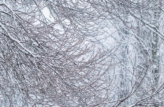 Snowing landscape, winter holiday concept - Fairytale fluffy snow-covered trees branches, nature scenery with white snow and cold weather. Snowfall in winter park. Soft focus