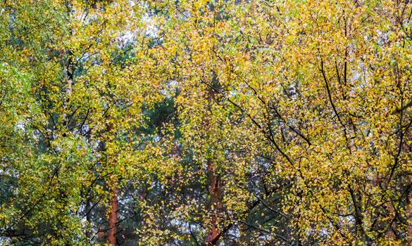 Bright yellow leaves on birch branches in the forest. Autumn background