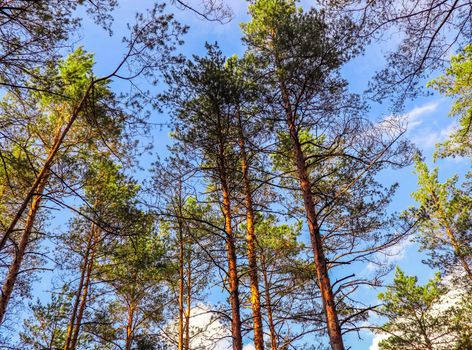 Tall trunks of pine trees on a background of blue sky in the forest