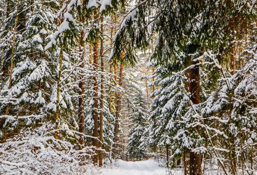 Snowy winter forest with tall pines and beautiful snowy coniferous trees. White snowy path and a lot of thin twigs covered with snow
