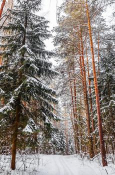 Snowy winter forest on a sunny day. Snow-white road with a ski track. Snow covered trees and bushes