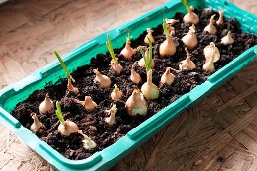 Young green onions in the ground. Growing onions on the windowsill in the house. Greens at home. Close-up view. For a gardening site.