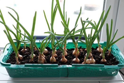 Young green onions in the ground. Growing onions on the windowsill in the house. Greens at home. Close-up view. For a gardening site.