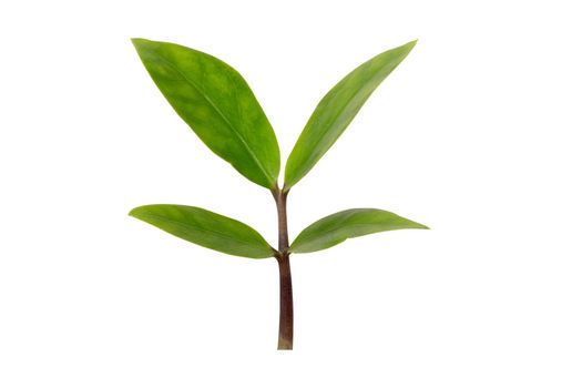 Green leaf and stem isolated on white background, closeup green leaves and growth is element isolate.