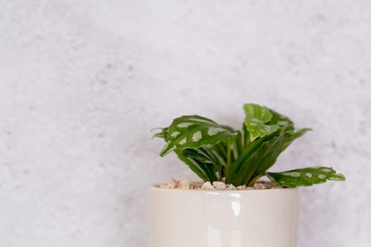 Mini plant succulent on wooden white desk, little plant and leaf in potted on table with cement texture background, copy space, nobody, tree in pot for decoration in home, spring and summer.