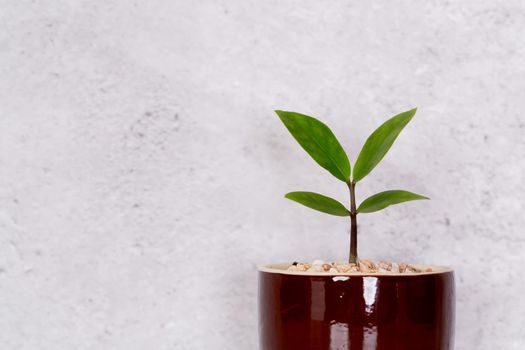 Mini plant succulent on wooden white desk, little plant and leaf in potted on table with cement texture background, copy space, nobody, tree in pot for decoration in home, spring and summer.