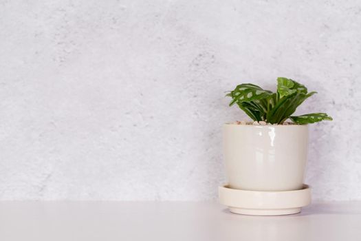 Mini plant succulent on wooden white desk, little plant and leaf in potted on table with cement texture background, copy space, nobody, tree in pot for decoration in home, spring and summer.