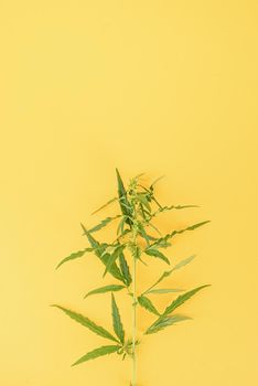 Alternative medicine. cannabis plant on a yellow background. medical weed. Copy space