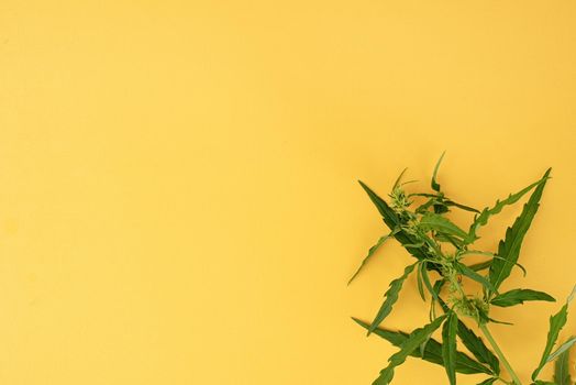 Alternative medicine. cannabis plant on a yellow background. medical weed. Copy space