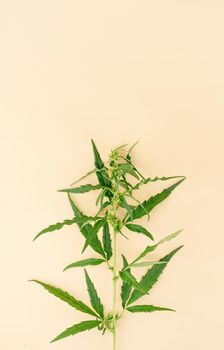 Alternative medicine. cannabis plant on a beige background. medical weed. Copy space