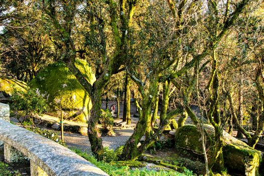 Beautiful leafy forest with colossal rock formations and majestic trees with soft sun rays in the Sanctuary of Penha in Guimaraes, Portugal