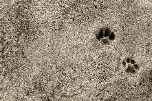 Dog footsteps on gray concrete block. Monochrome picture.