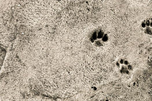 Dog footsteps on gray concrete block. Monochrome picture.