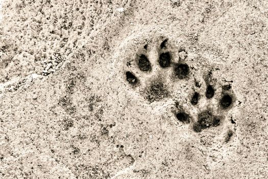 Dog footsteps on gray concrete block. Monochrome picture.